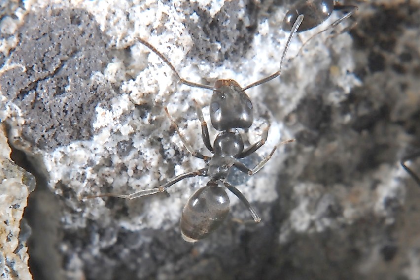 Anche piccole formiche